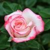 rebeccarose502